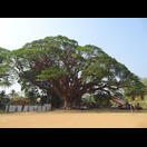Ein weiterer Baumriese (Regenbaum) Kochis